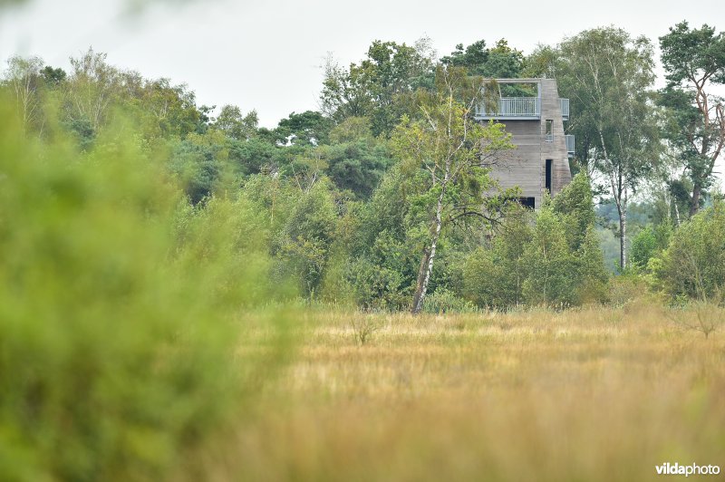 Natuurgebied Turnhouts vennengebied