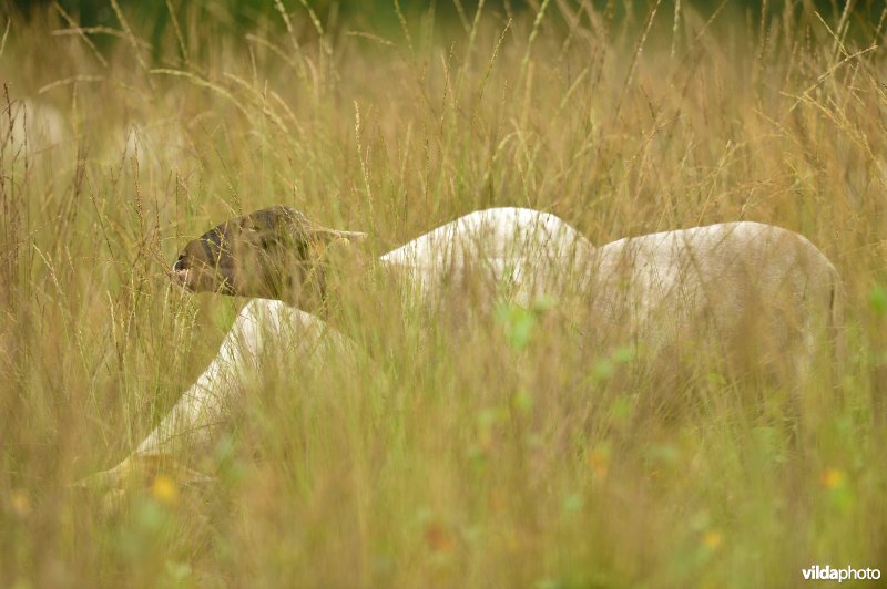 Natuurgebied Turnhouts vennengebied