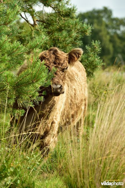 Galloway aan het Zwart water ven