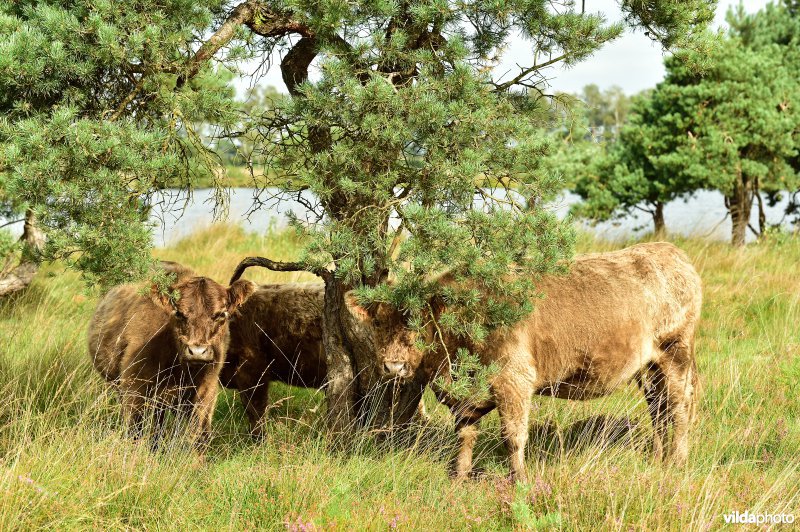 Galloway aan het Zwart water ven