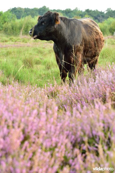 Natuurreservaat De Liereman