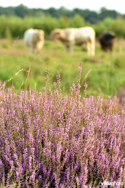 Natuurreservaat De Liereman