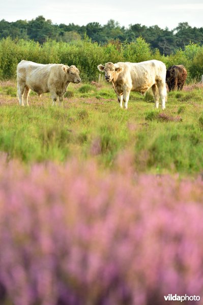 Natuurreservaat De Liereman