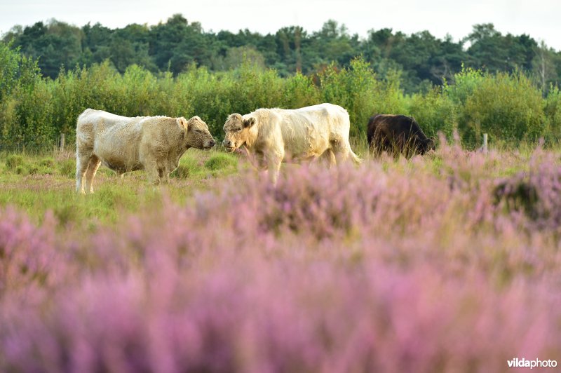 Natuurreservaat De Liereman