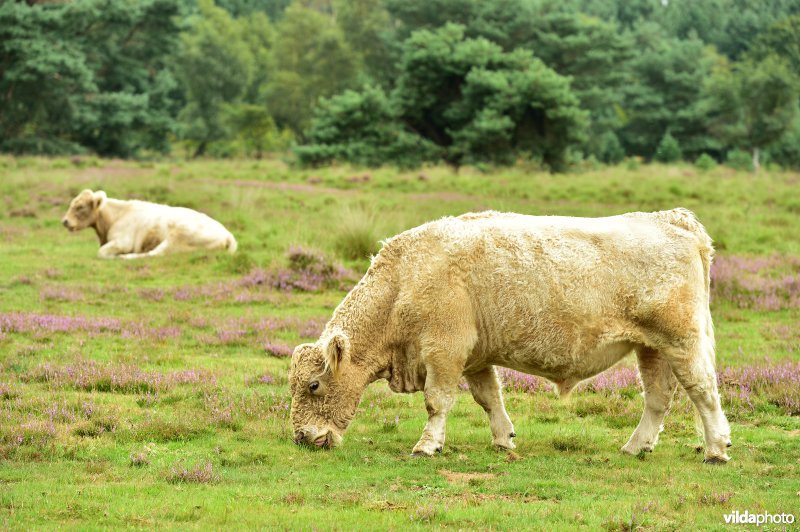 Natuurreservaat De Liereman