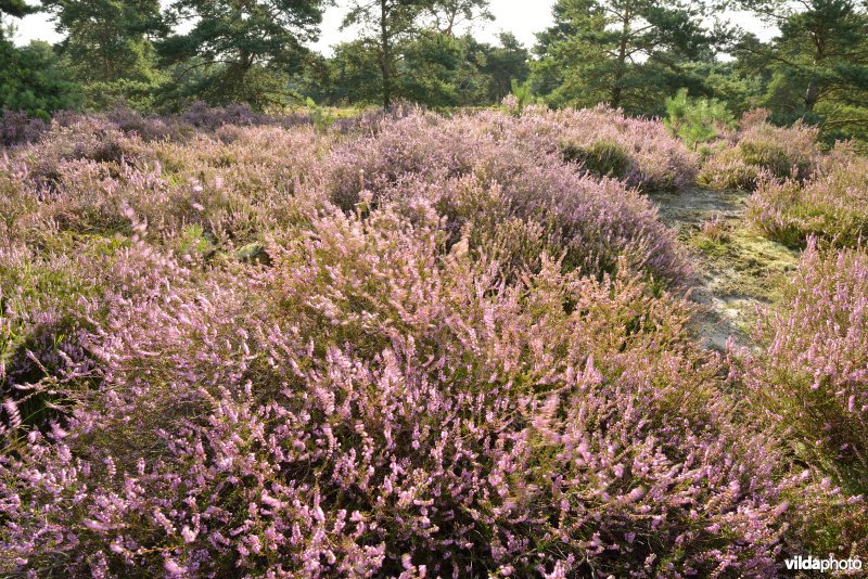 Natuurreservaat De Liereman