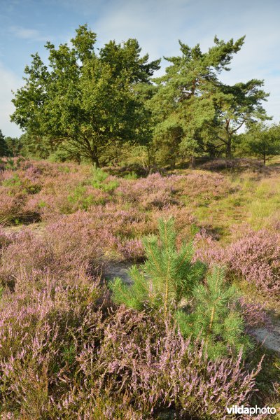 Natuurreservaat De Liereman