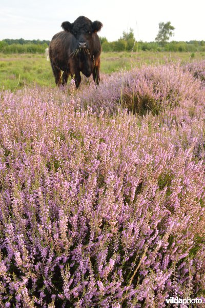 Natuurreservaat De Liereman