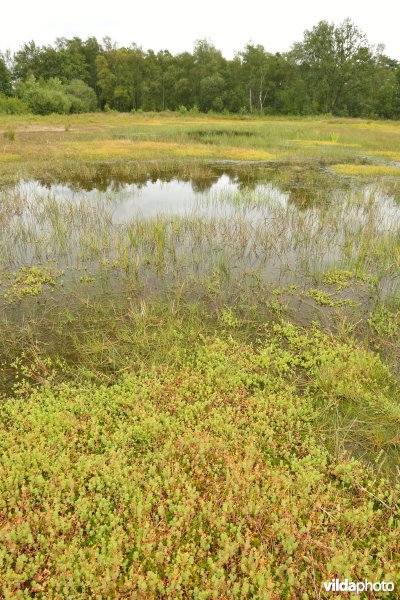 Natuurreservaat De Liereman