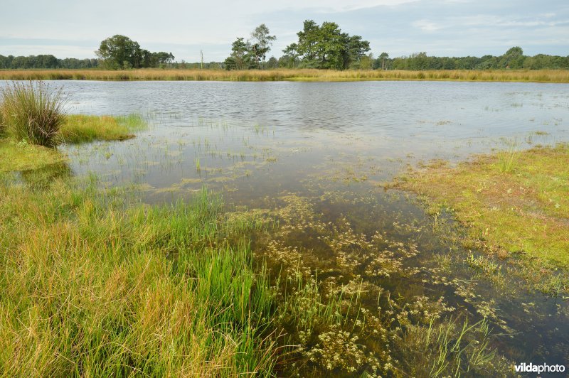 Natuurgebied Turnhouts vennengebied