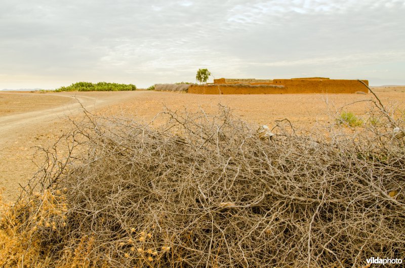 Nederzetting aan de rand van de Sahara