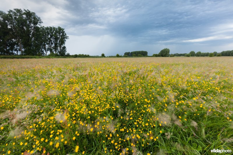 Stormwolken boven het Schulensbroek