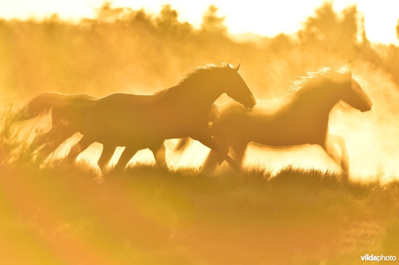 Mustang paard