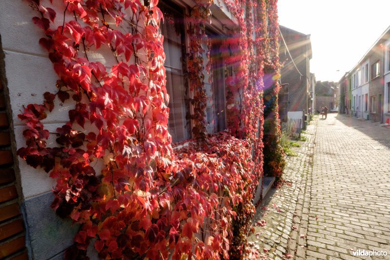 Wingerd in herfstkleur