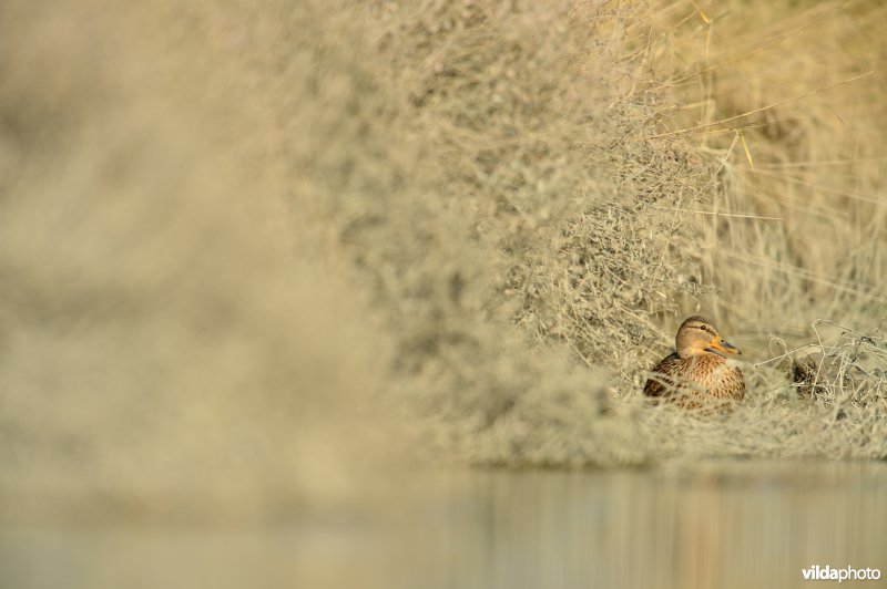 Wilde eend tussen Zoutmelde in de Zwingeul