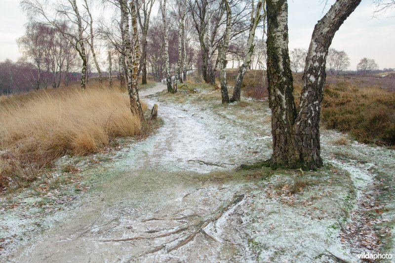 Berken in de Maasduinen