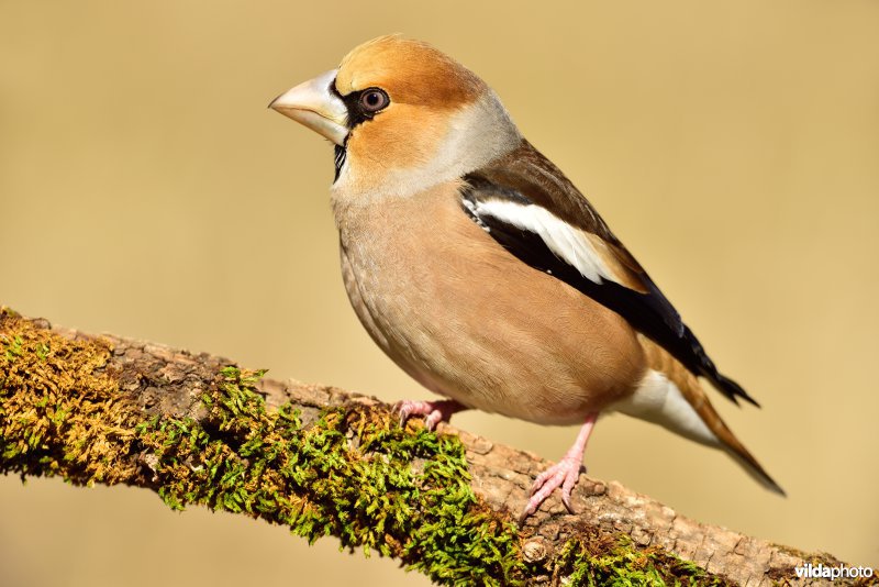 Appelvink