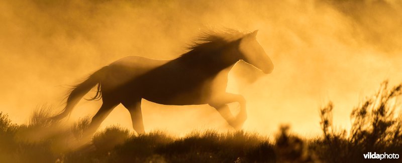 Mustang paard