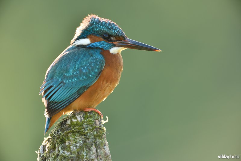 IJsvogel