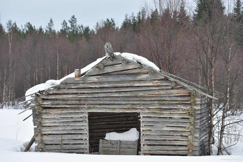 Laplanduil op schuurtje in Finland