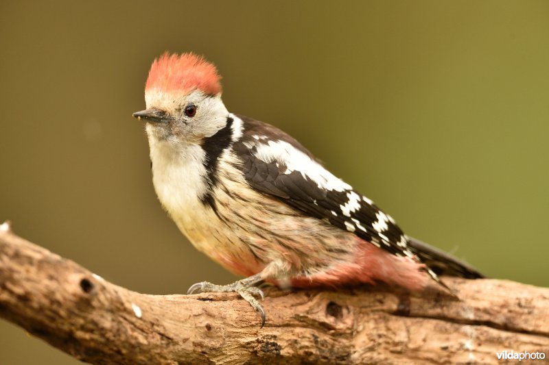 Middelste bonte specht