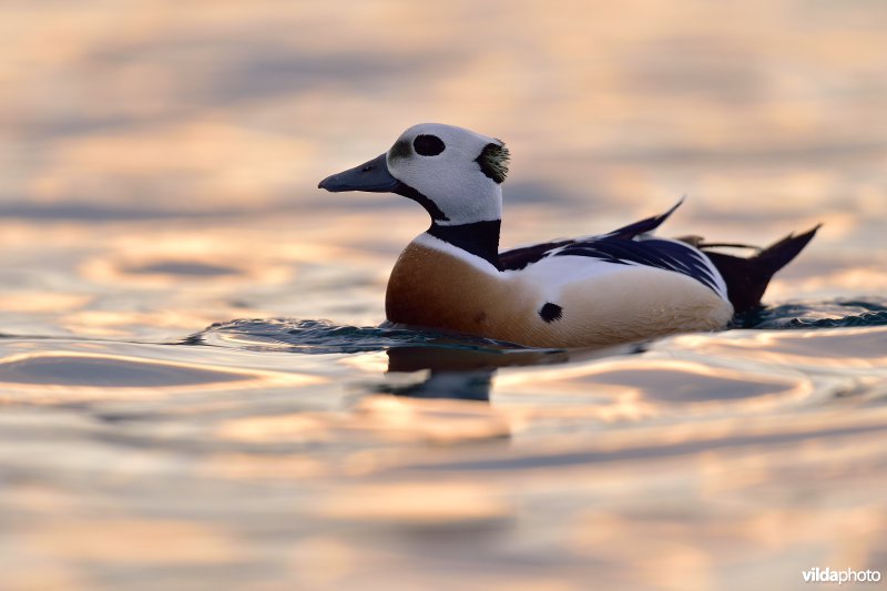 Steller's eider