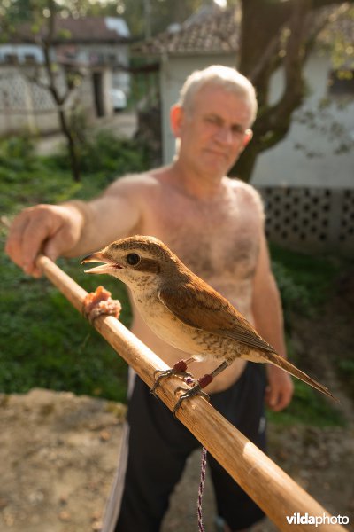 Grauwe Klauwier