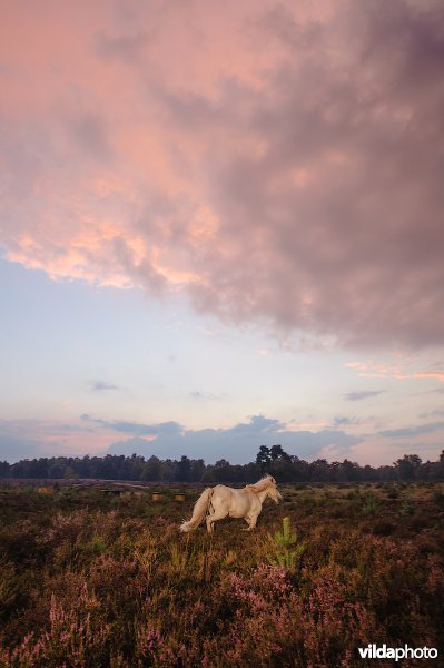IJslandse pony op de Veluwezoom