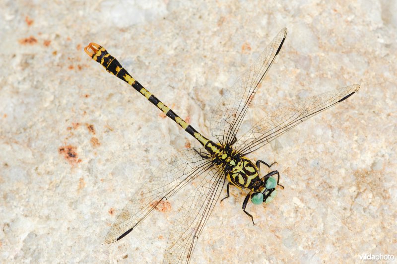 Portret van Kleine tanglibel