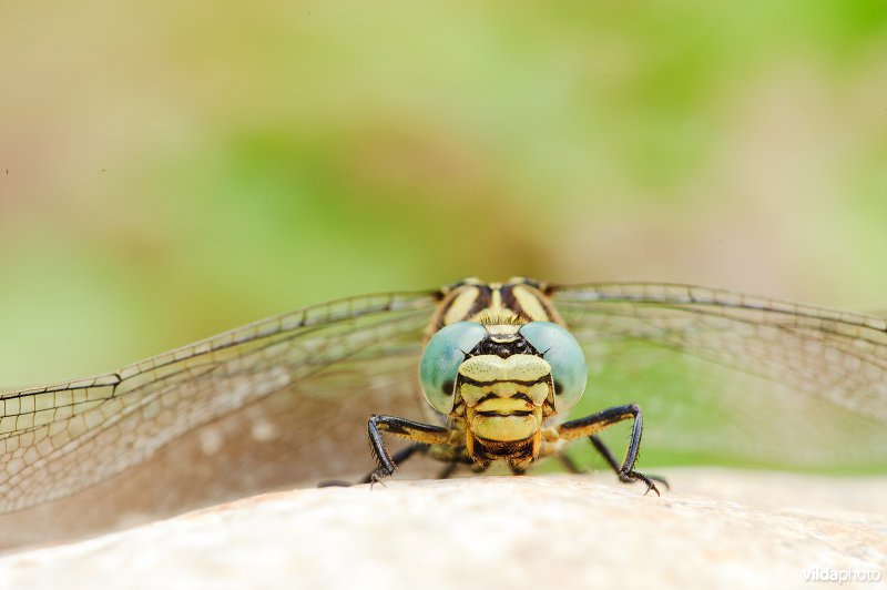 Portret van Kleine tanglibel