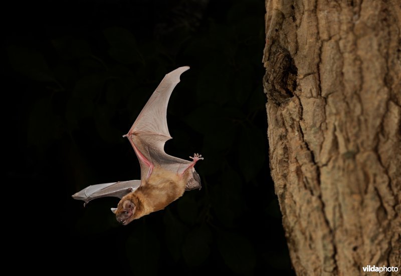 Uitvliegende Rosse vleermuis