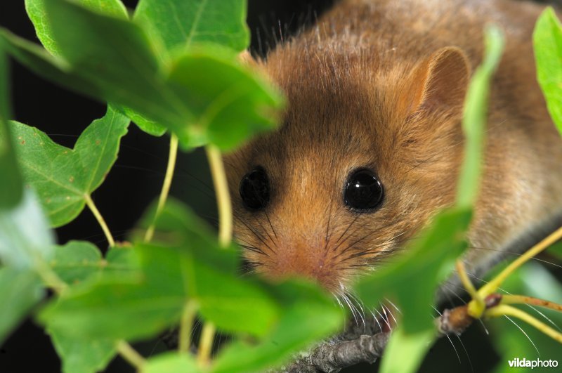 Hazelmuis verstopt zich