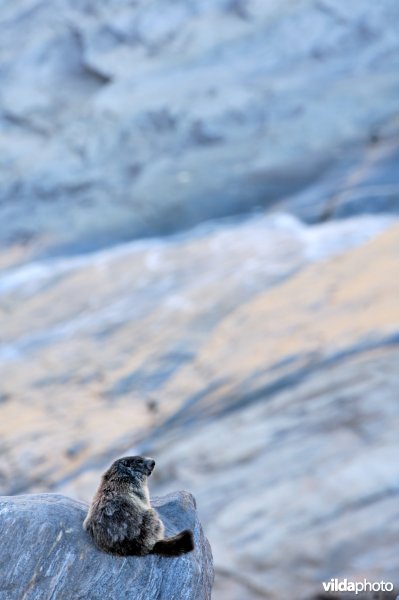Marmot op de uitkijk