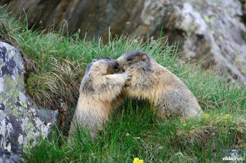 Kussende marmotten