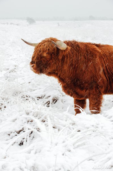 Schotse hooglander stier in besneeuwd landschap