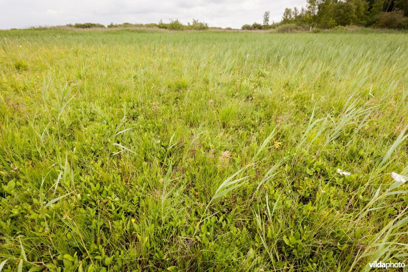 Habitat van de Zeggesteekmier