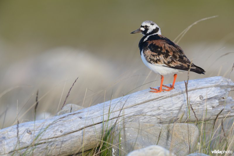 Steenloper op wrakhout