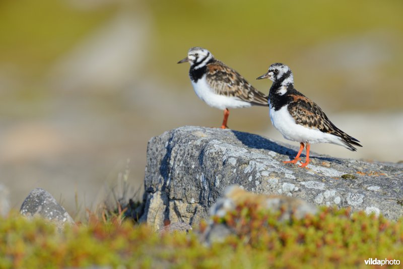 Koppeltje Steenlopers