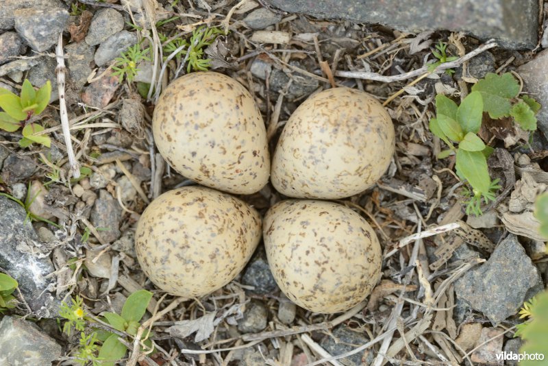 Eitjes van Bontbekplevier
