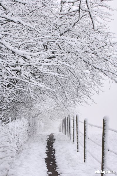 Besneeuwd wandelpad Zammelen