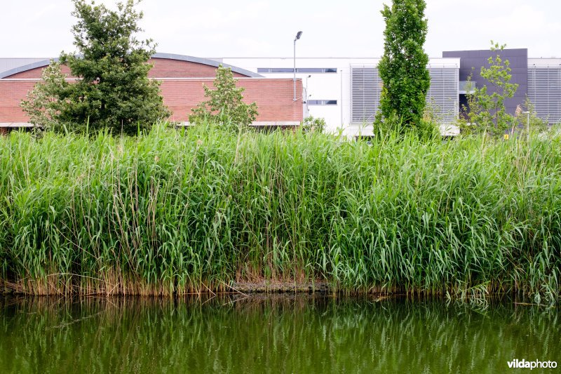 Natuurvriendelijke oever