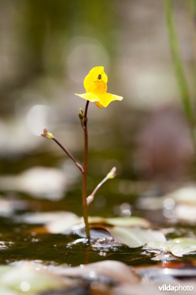 Bloem van Loos blaasjeskruid