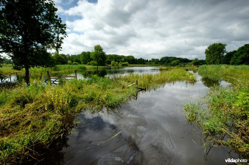 Overstroomd grasland