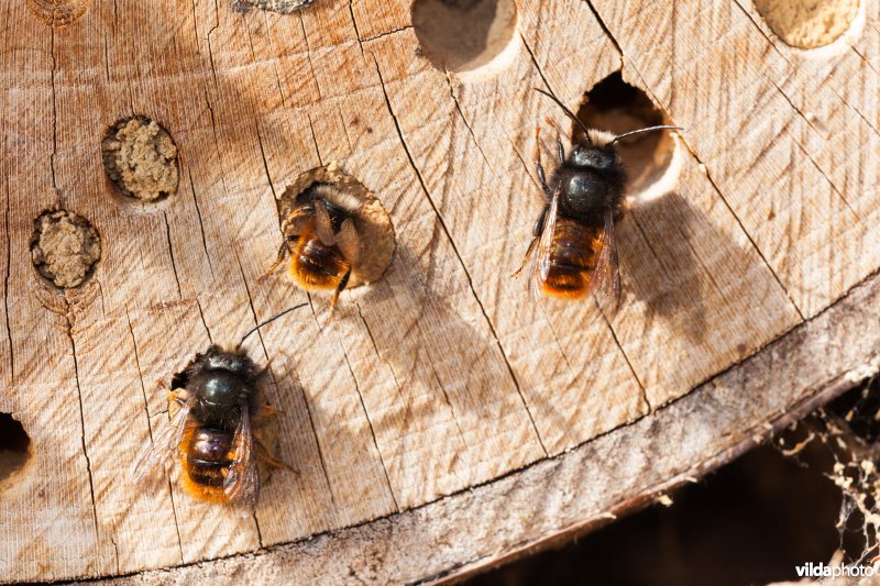 Solitaire bijtjes aan nestholte