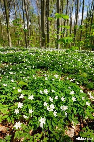 Voorjaarsflora