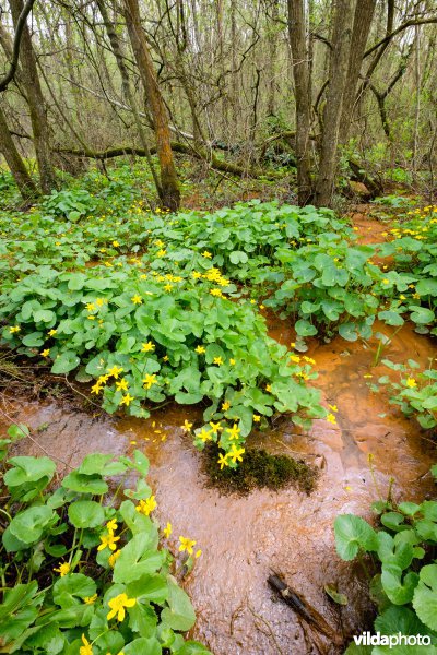 Mesotroof elzenbroekbos