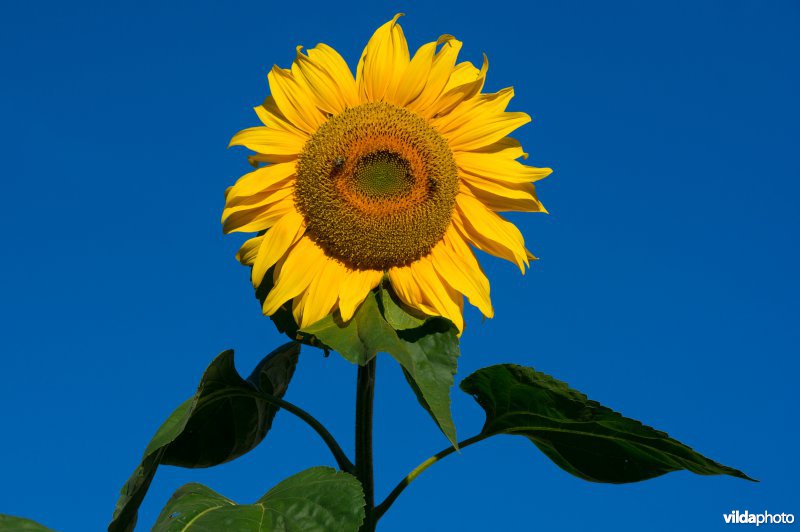 Zonnebloem