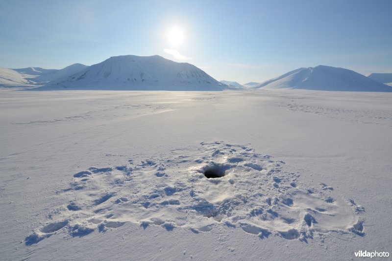 Ademgat van Ringelrob op in fjordijs