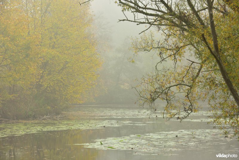 KBR polder: Bazelse kreek