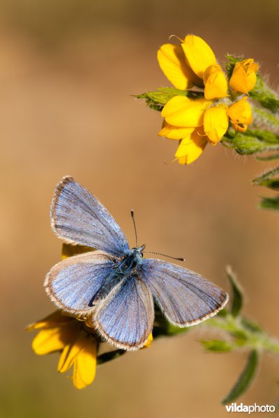 Bloemenblauwtje